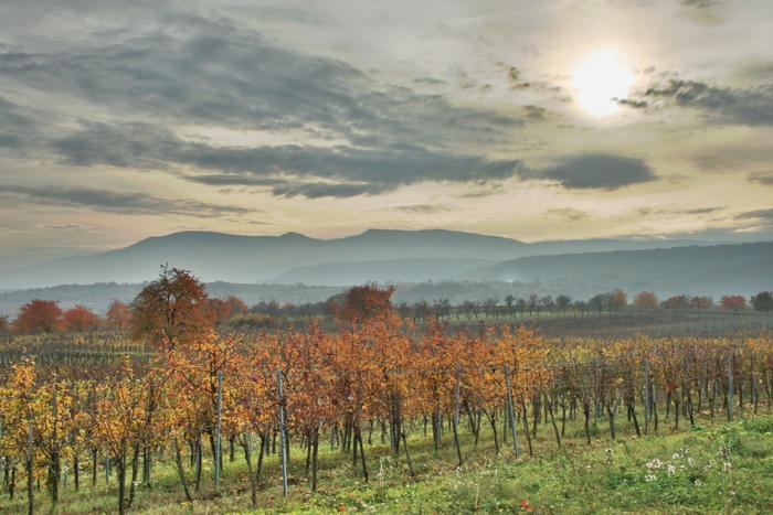 Alsatian wineyard